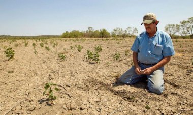 Ministerio de Agricultura decreta zona de emergencia agrícola en cuatro regiones del país