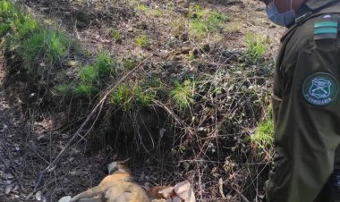 Indignación por envenenamiento de perros en sector de Guadantún