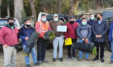 Corma ayuda a impulsar reforestación de bosques que se quemaron en comunas del Maule