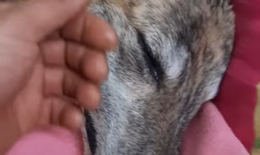 (AUDIO) Consternación por perrita que habría sido violada y brutalmente maltratada