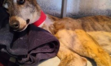 (AUDIO) Muere perrita brutalmente maltratada y violada