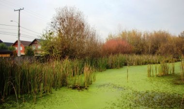 Francisco Pinochet: “Necesitamos proteger e informar sobre la importancia del humedal Ayüwün de Linares"