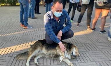 Francisco Pinochet: “Es necesario avanzar en materias de protección para todos los animales”