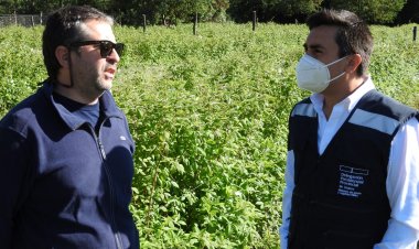 Linares: en “Huapi Alto” producen frambuesas 100 por ciento orgánicas