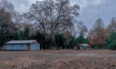 Gobierno Regional compromete acciones para salvar último bosque nativo de Longaví y convertir “Los Laureles” en Santuario de la Naturaleza