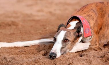 Francisco Pinochet anuncia total rechazo a las carreras de perros galgos