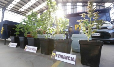 Pareja mantenía cultivo “indoor” de cannabis en Linares