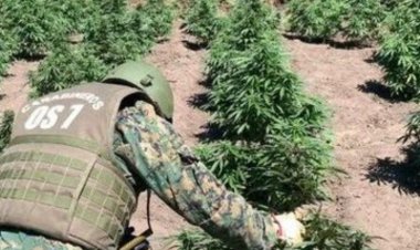 OS7 de Carabineros tasó en 500 000 000 pesos decomiso de marihuana en la comuna de Colbún