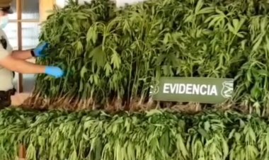 Carabineros incautó 375 plantas de marihuana en sector rural de San Javier