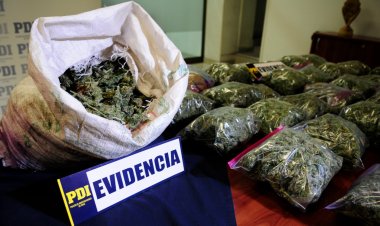 PDI decomisa alrededor de 1 000 matas de marihuana en varios puntos de la Región del Maule
