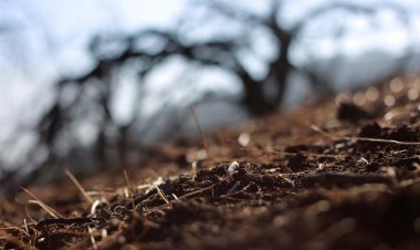 Gobernadora Regional del Maule denuncia los graves efectos en el desarrollo económico que está generando la la falta de agua