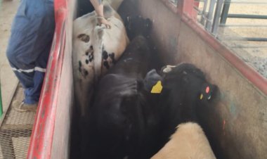 Se concreta primer embarque de vaquillas vivas desde Linares al Asia