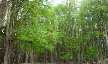 CONAF abre postulaciones para las  bonificaciones de la Ley de Bosque Nativo