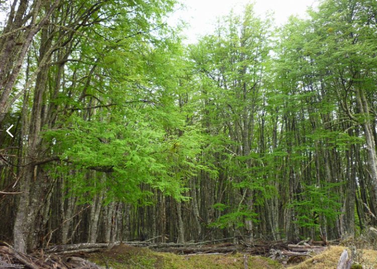 CONAF abre postulaciones para las bonificaciones de la Ley de Bosque Nativo