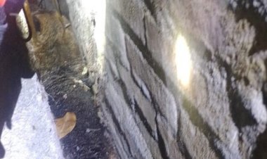 Bomberos debió trabajar tres horas para rescatar perro pastor alemán asustado por lanzamiento de fuegos artificiales en avenida Circunvalación Norte con camino a Yerbas Buenas