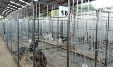 Senadora Rincón por perrera de Linares: “El Estado no está haciendo su trabajo”