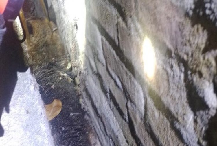 Bomberos debió trabajar tres horas para rescatar perro pastor alemán asustado por lanzamiento de fuegos artificiales en avenida Circunvalación Norte con camino a Yerbas Buenas