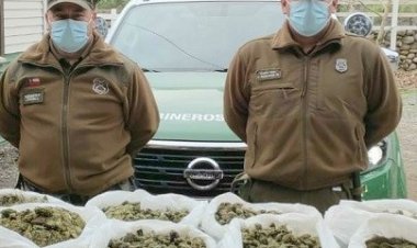 Encuentran 11 kilos de marihuana elaborada oculta al interior de hermoso sector de “Las Ánimas” en el Santuario Achibueno