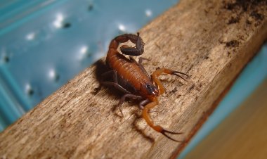 Científicas de la UTalca investigan el veneno de escorpión azul para tratar el cáncer