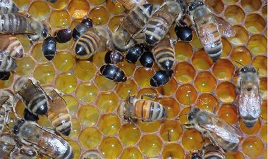 SAG refuerza medidas de vigilancia tras la detección en Bolivia de grave plaga que afecta a las abejas