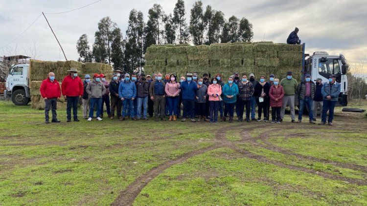Colbún: comenzó la entrega de fardos en el marco del Programa de Alimentación Invernal