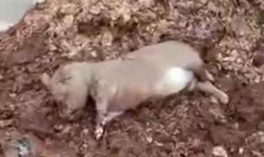 (VIDEO SENSIBLE) Difunden registros de animales muertos y fosas colapsadas en las inmediaciones de la perrera municipal en el sector La Invernada de San Antonio Encina en Linares