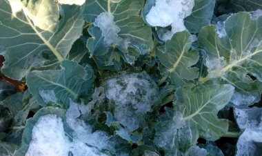 Nevazones y lluvias provocan daños en cultivos de alrededor de 450 pequeños agricultores de la zona maulina