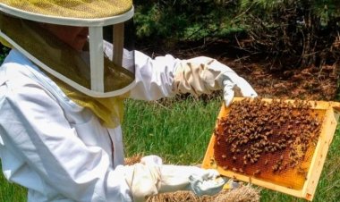 Diputado Benavente respalda proyecto de ley para la actividad apícola que establece un ordenamiento legal que promueve su fomento y protección