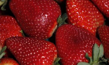 Autoridades del agro en el Maule anuncian medidas por nueva plaga que afecta a la frutilla