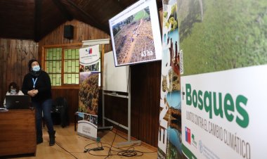 Proyecto +Bosques, juntos contra el cambio climático: extienden postulación a concurso público para restaurar bosque nativo en el Maule