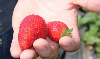 SAG autoriza tres productos para el control químico del nematodo de la frutilla