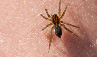 Niño de dos años permanece grave tras ser picado por una araña de rincón