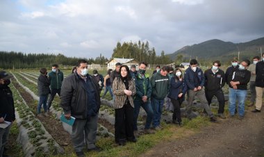 Plaga del nematodo: Gobierno Regional aprueba casi tres mil millones de pesos para los pequeños frutilleros de la región