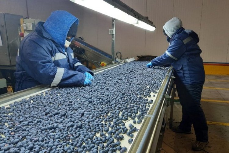 Desempleo en la provincia de Linares alcanzó el 10,3 por ciento en el último trimestre móvil julio-septiembre