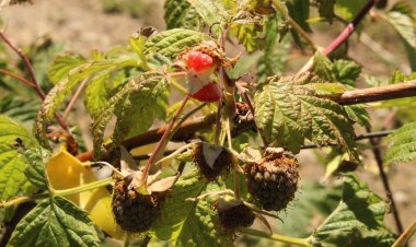 Delegada provincial de Linares con directora de INIA Raihuen visitan productor de berries afectados por granizadas