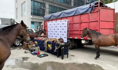 PDI recuperó tres caballos, aperos y un camión robados desde el sector La Posada de Linares