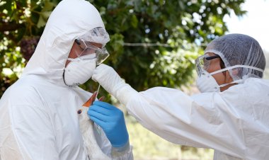 SAG intensifica vigilancia y aumenta nivel de alerta por detección de influenza aviar en Perú, Colombia y Ecuador