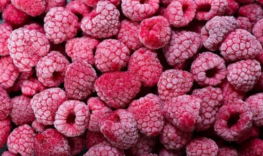 Gobierno anuncia investigación a empresa de frambuesas chilenas exportadas a EEUU por riesgo de hepatitis