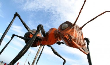 Talca: insectos gigantes invadirán la Alameda