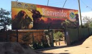 Casa Noé recibe 56 ejemplares entre mamíferos y aves tras cierre de Parque Senda Nativa de Puerto Varas