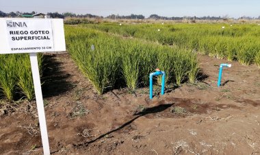 Implementación de riego por goteo en cultivos de arroz permitirá ahorrar un 60 por ciento de agua