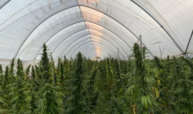 Detectan nueve invernaderos con plantas de cannabis sativa al interior de predio agrícola del sector La Aguada en la comuna de Longaví