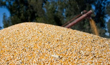 Ministro Valenzuela anuncia proceso de compra de maíz por parte de Cotrisa a pequeños productores