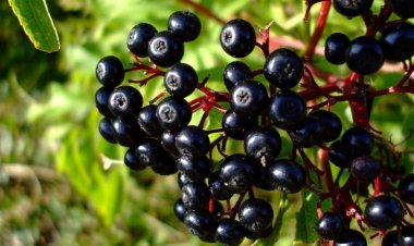 Desarrollan variedades de maqui más productivas  y adaptadas a diferentes zonas climáticas