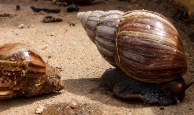 SAG levanta alerta fitosanitaria por peligroso caracol gigante africano no presente en el país