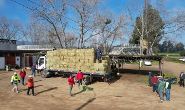 Colbún: municipio entregó 8 mil fardos en el marco del Plan de Alimentación Invernal 2023