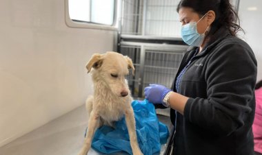 Colbún: Clínica Veterinaria Móvil recorre la comuna con operativos de desparasitación y vacunación antirrábica