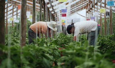 Investigación busca mejorar el cultivo de tomates en invernadero