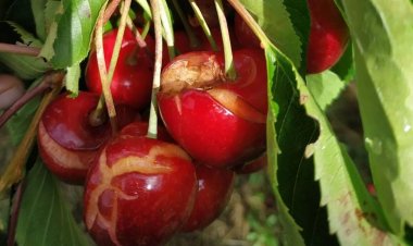 Fedefruta estima que "hay un 30% de daño al menos en las variedades tempranas de cereza" por las últimas lluvias