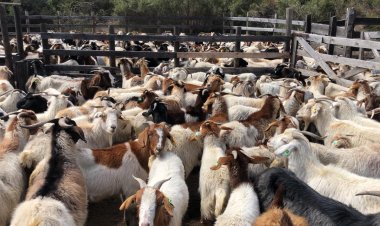 Comienza subida de animales a veranadas de la temporada 2023-2024: una tradición ancestral de pastoreo del ganado en la cordillera